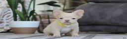 French Bulldog dogs for sale: Chip - Ad 2