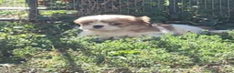 Shih Tzu dogs for sale: Bob - Ad 6