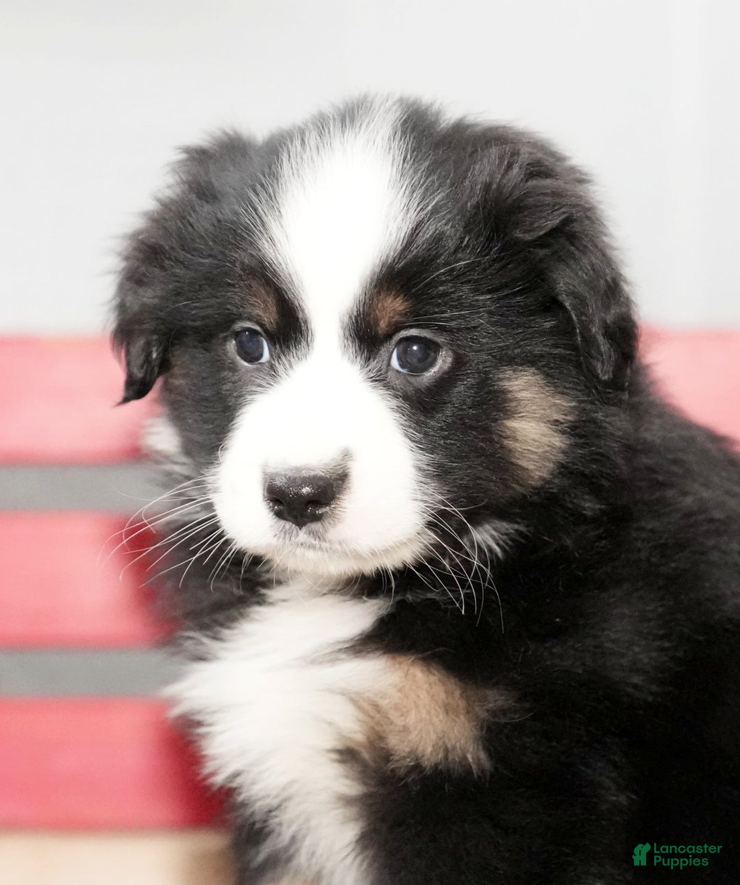 Miniature Australian Shepherd dogs for sale: Dora - Ad 4