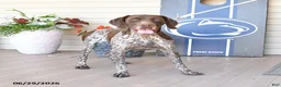 German Shorthaired Pointer dogs for sale: Rocket - Ad 1