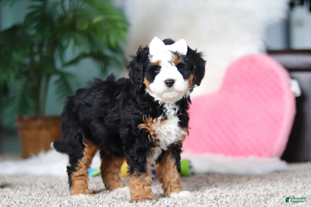 Mini Bernedoodle dogs for sale: Amethyst - Ad 1