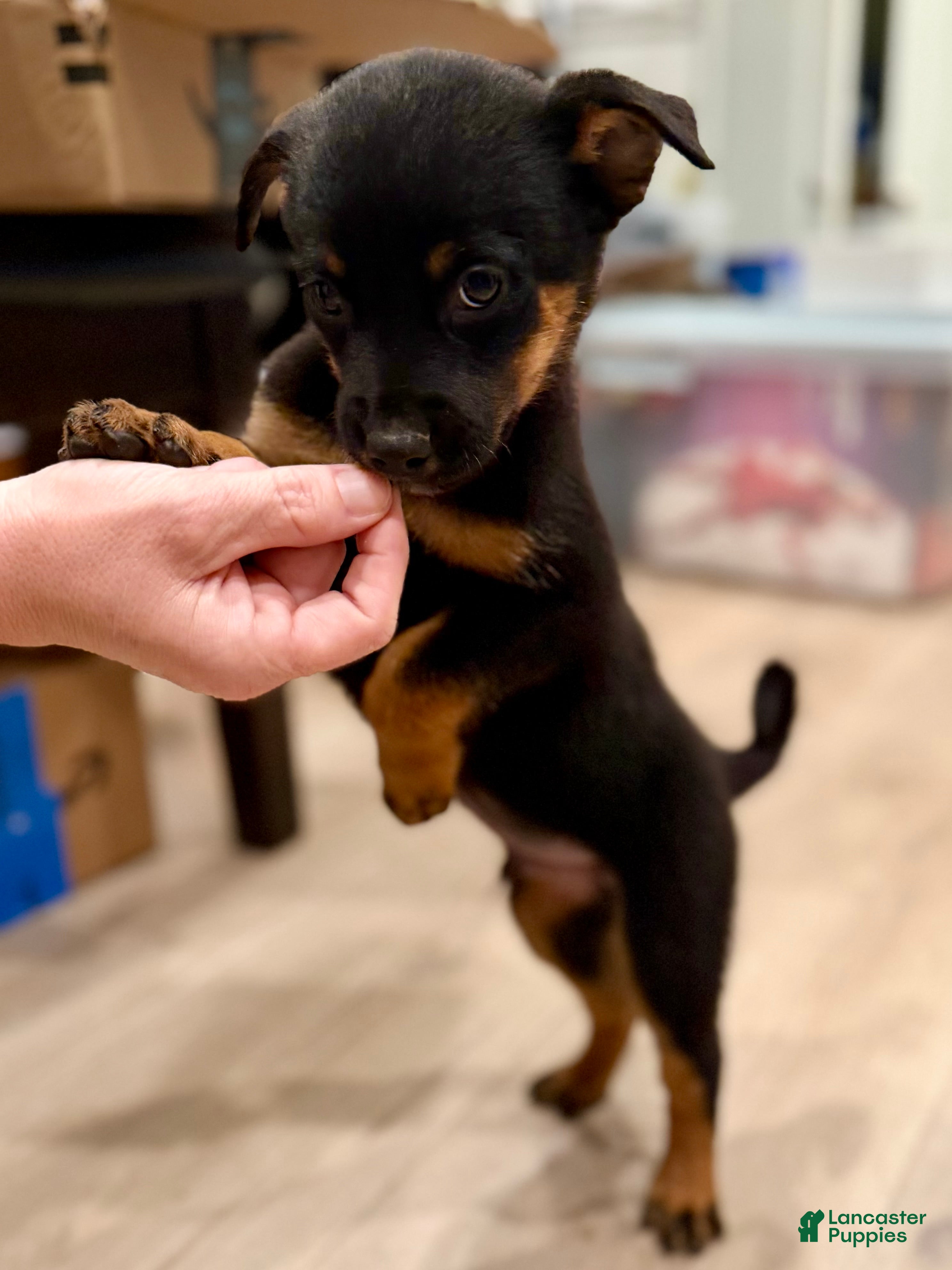 Mixed Breed dogs for sale: boy 7 Taz - Ad 10
