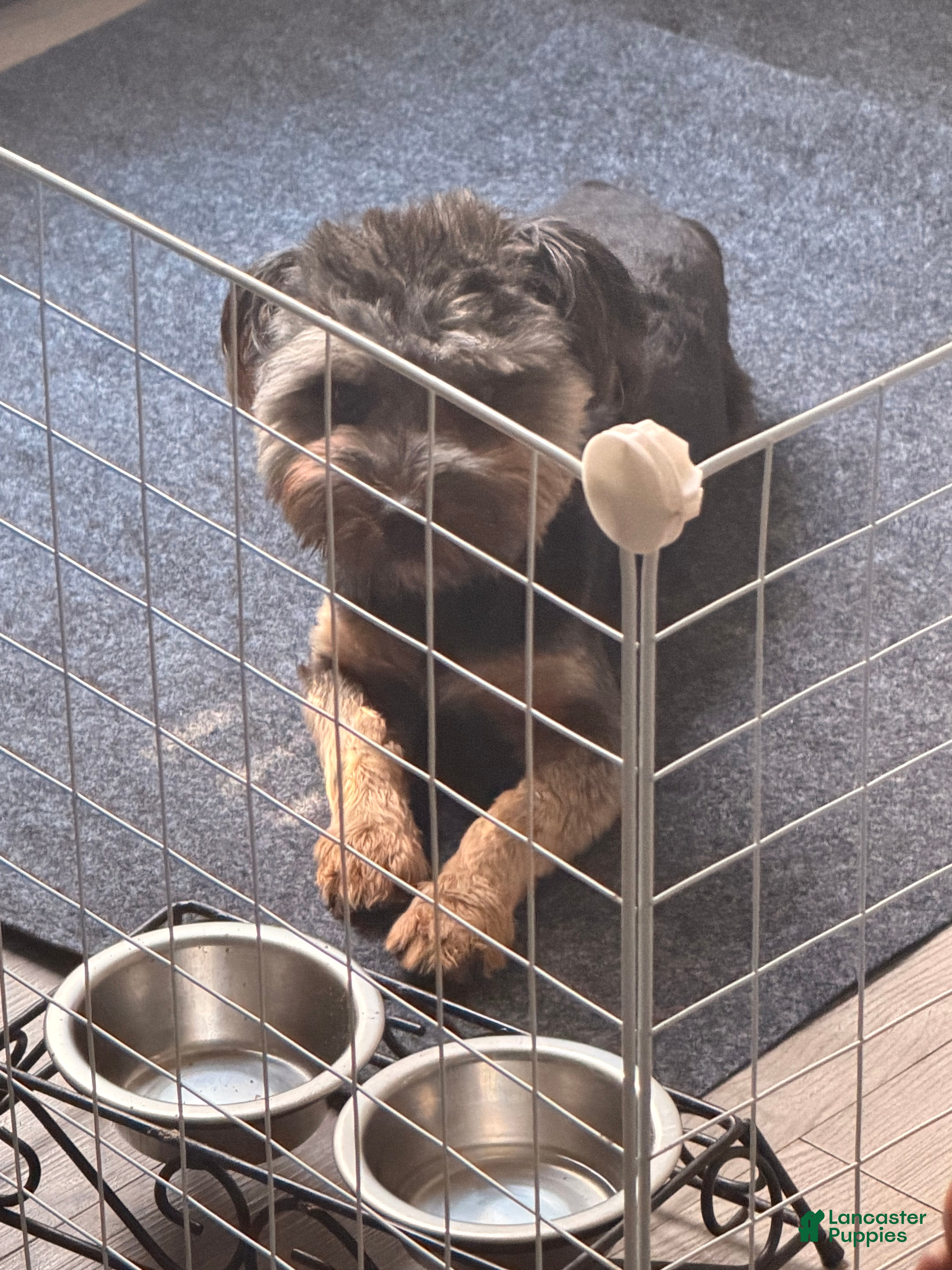 Morkie dogs Kash - Ad 32