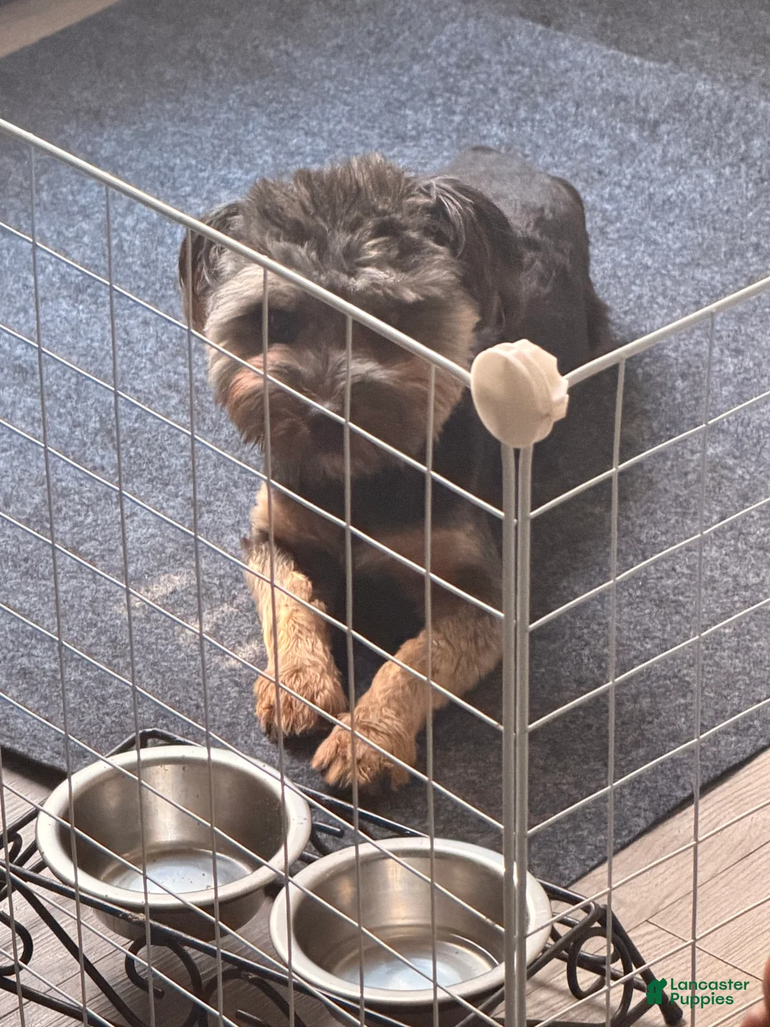 Morkie dogs for sale: Kash - Ad 1