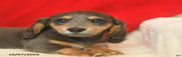 Dachshund dogs for sale: Murphy  - Ad 4