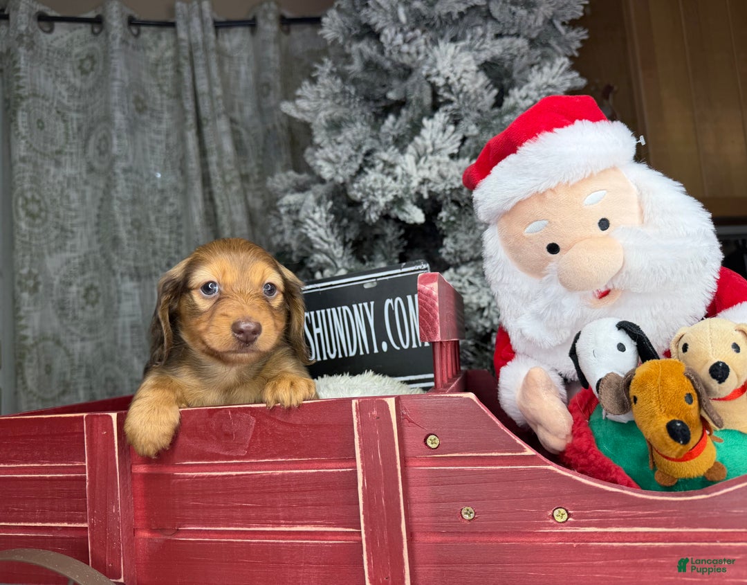 Miniature Dachshund dogs for sale: Green eyes- South african - Ad 5