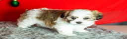 Teddy Bear dogs for sale: Monte - Ad 4