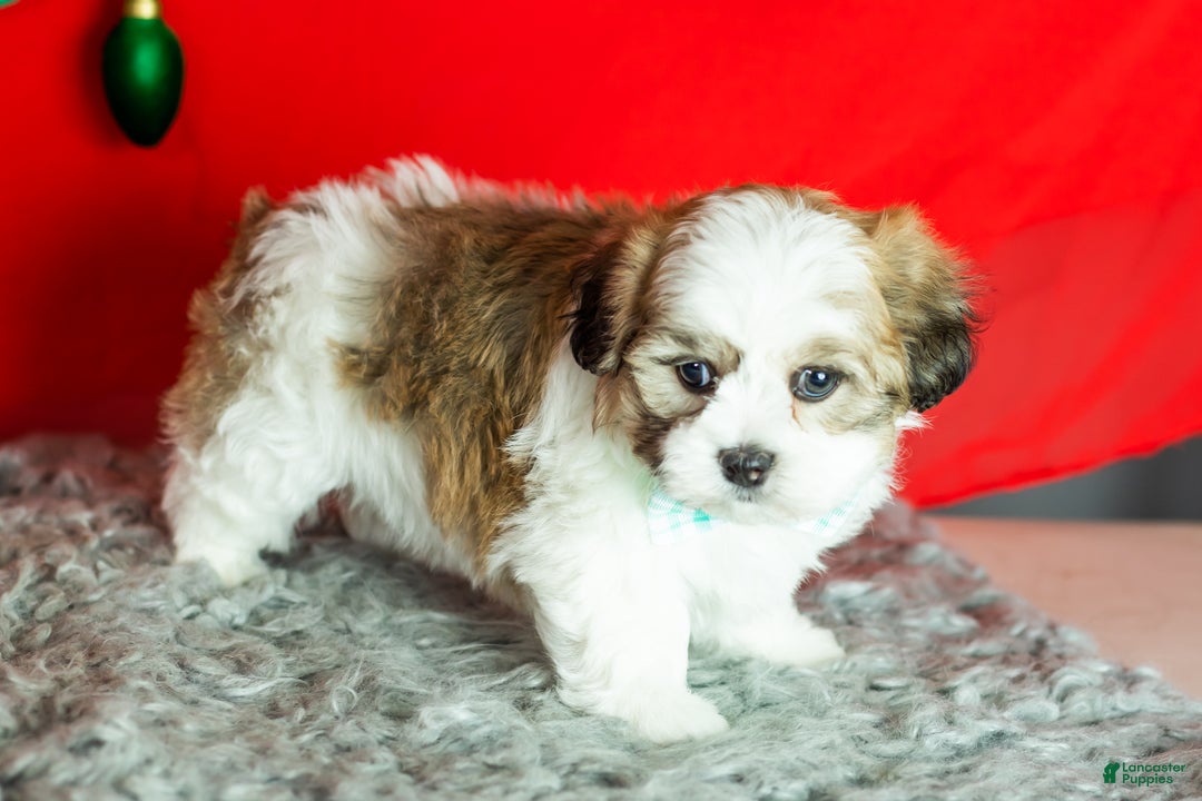 Teddy Bear dogs for sale: Monte - Ad 4