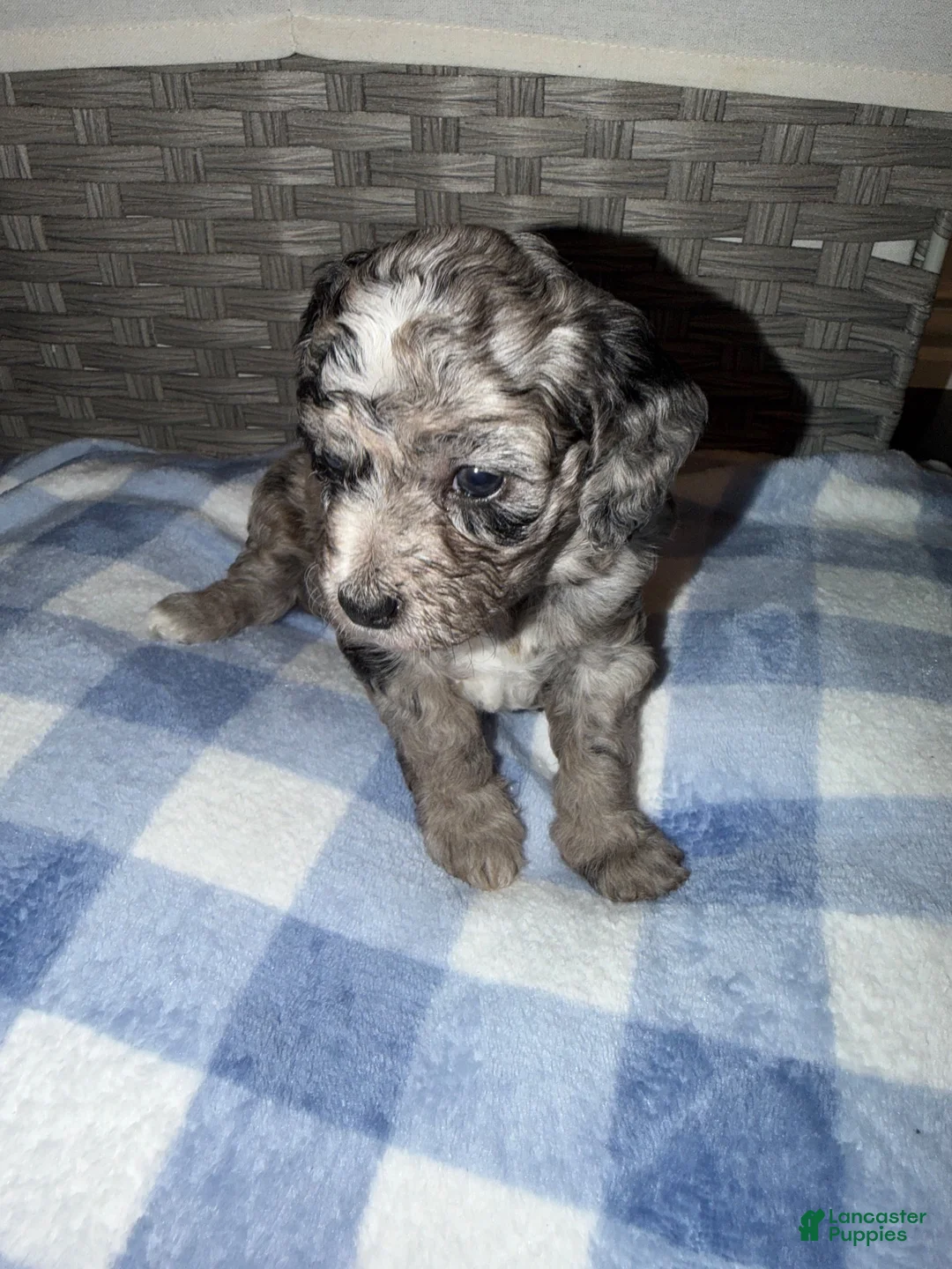 Mixed Breed dogs for sale: Chip - Ad 1