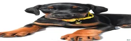 Doberman Pinscher dogs for sale: Bubba - Ad 3
