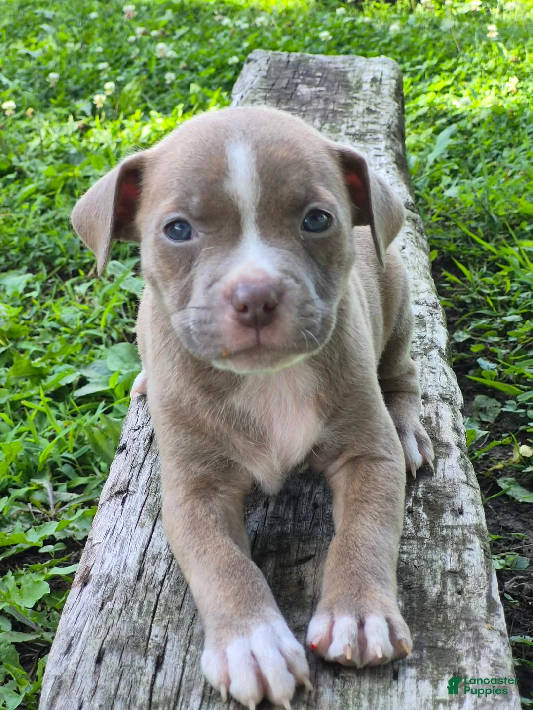 American Bully dogs for sale: Dior - Ad 6