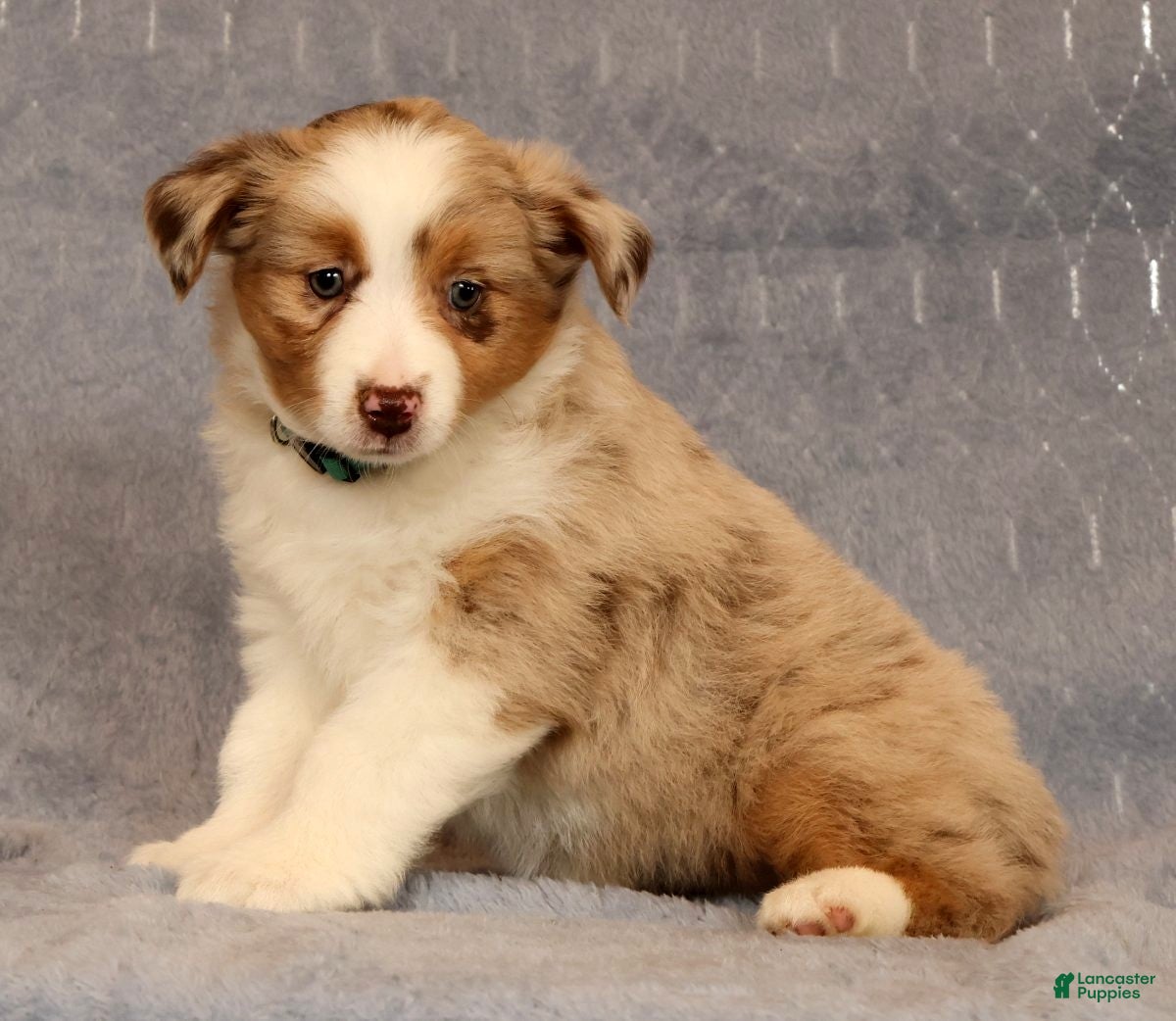 Miniature Australian Shepherd dogs Fifi - Ad 1