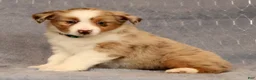 Miniature Australian Shepherd dogs for sale: Fifi - Ad 3