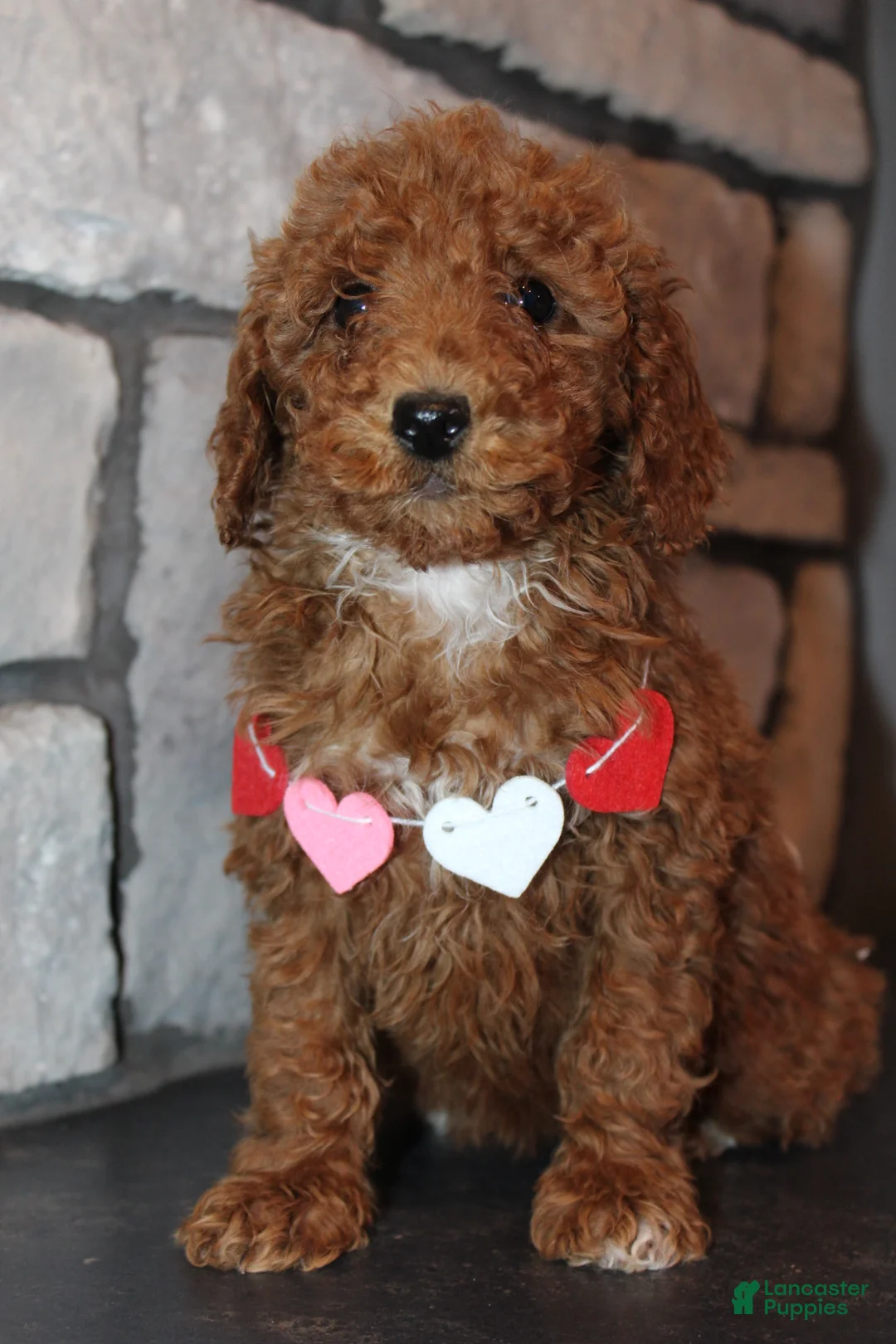 Miniature Poodle dogs for sale: AKC Piper - Ad 13