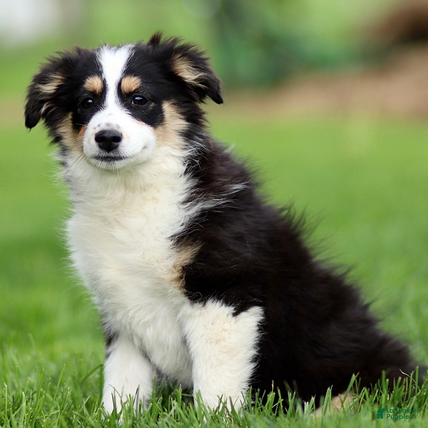 Miniature Australian Shepherd dogs Judy - Ad 2