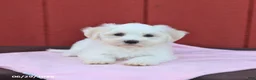 Maltese dogs for sale: Nora - Ad 3