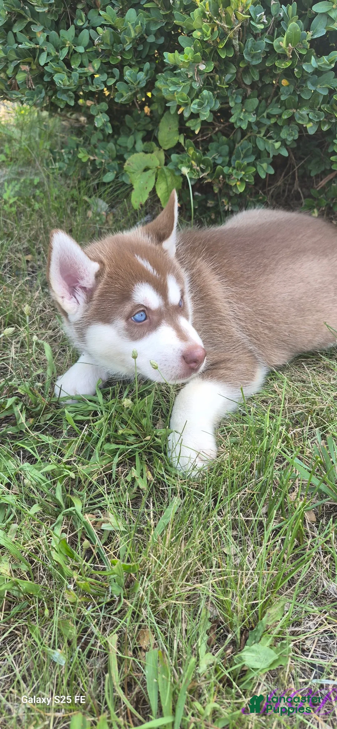 Siberian Husky dogs for sale: Sage - Ad 2