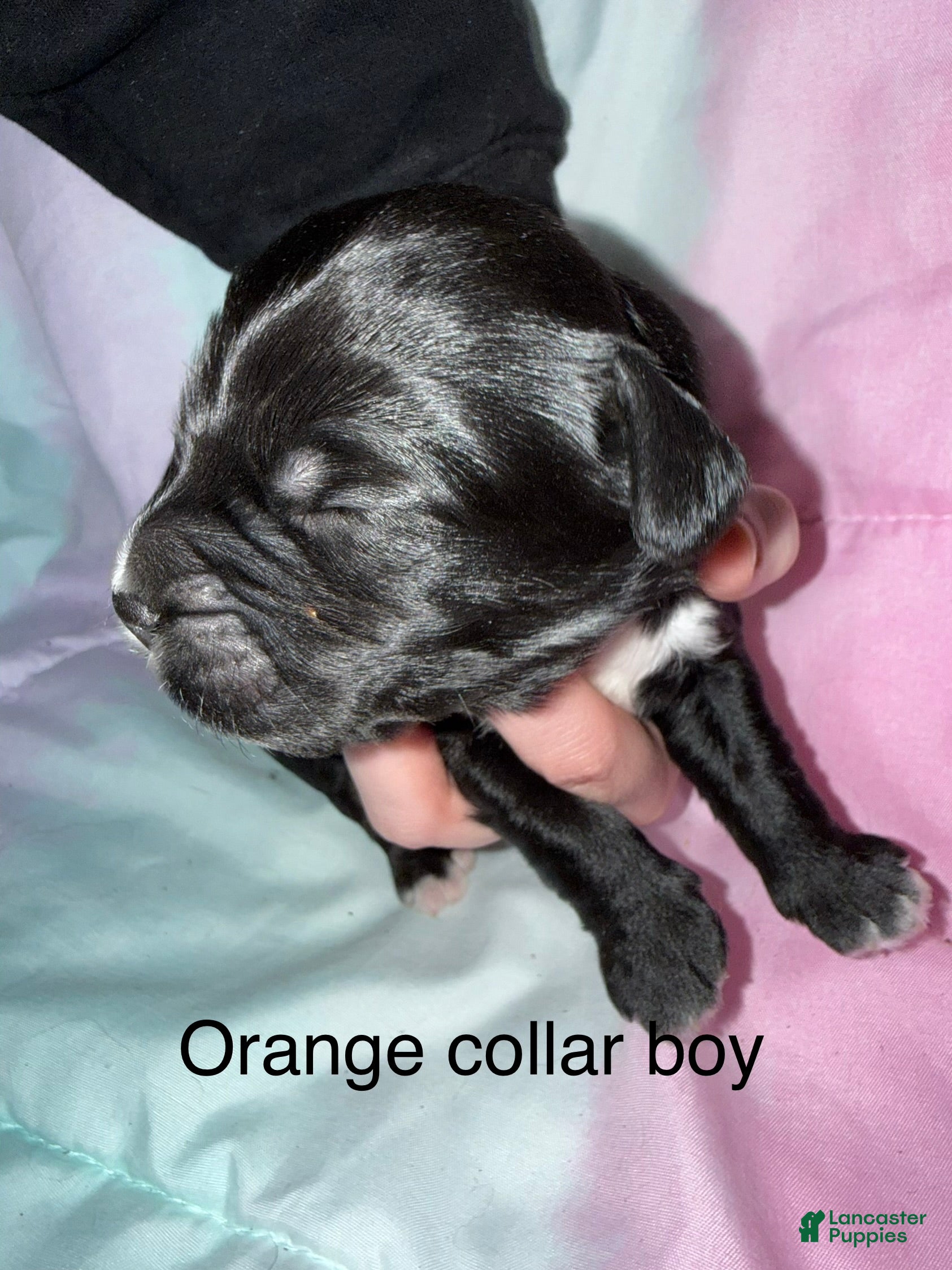 Mixed Breed dogs Orange collar boy  - Ad 5