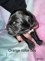 Orange collar boy