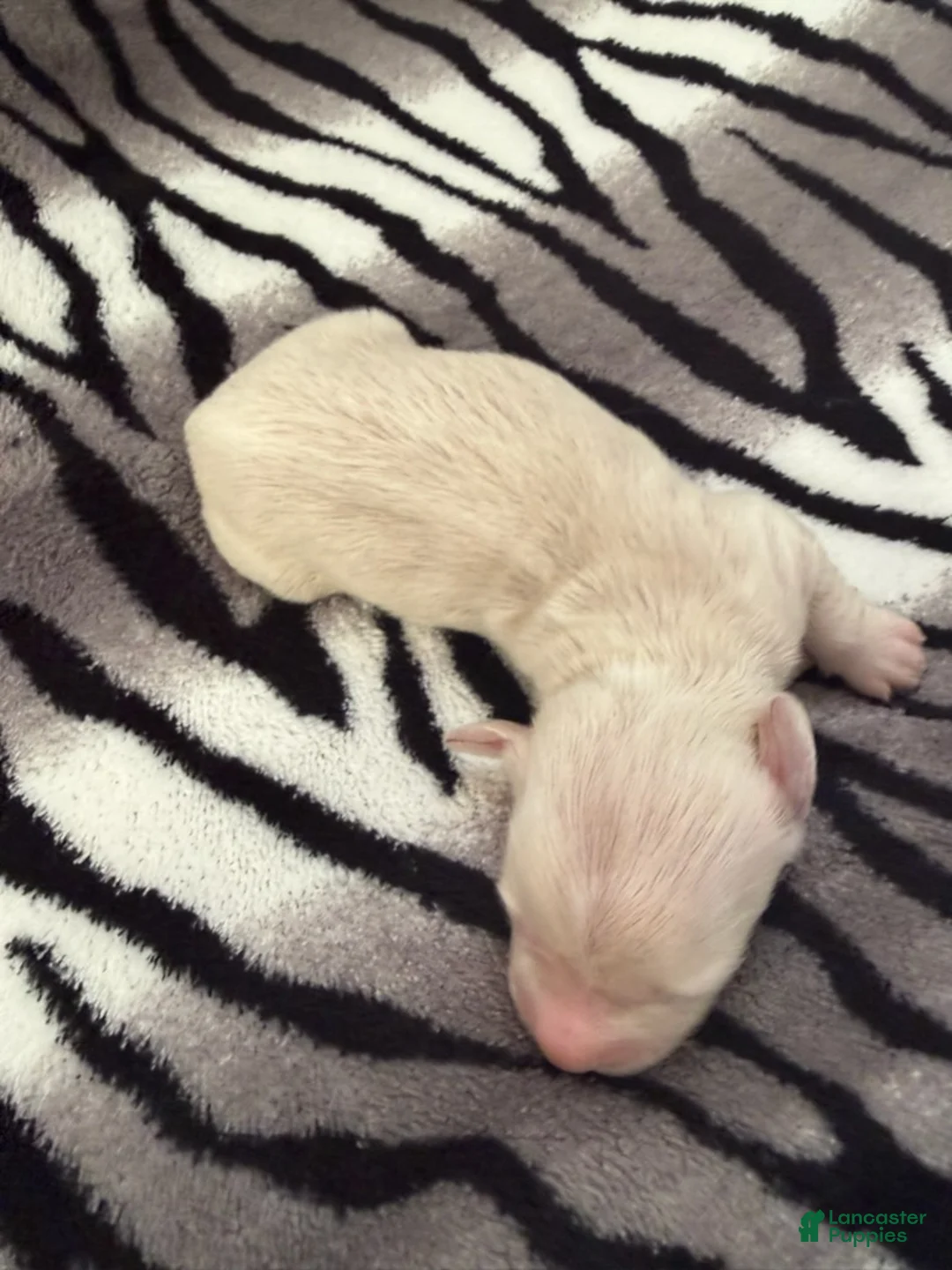 Dachshund dogs for sale: Cream female 2 - Ad 3