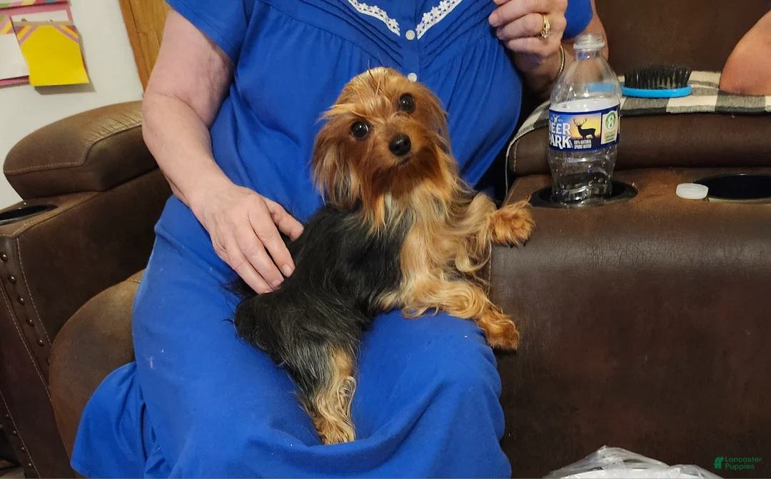 Yorkshire Terrier dogs for sale: Yorkshire Terrier Puppy 1 - Ad 5