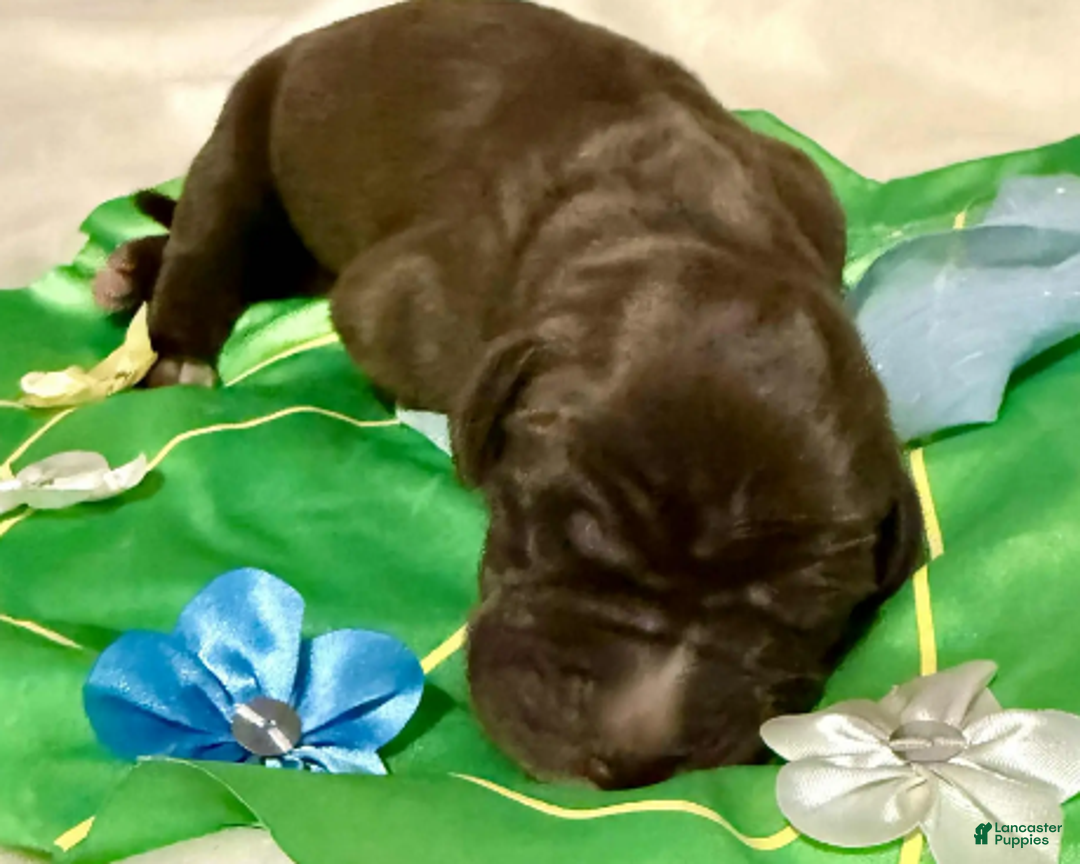 Great Dane dogs for sale: Kiara - Ad 3