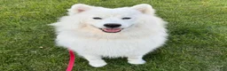 Mixed Breed dogs for sale: Samoyed - Poodle Doodle Sammypoo 1 - Ad 7