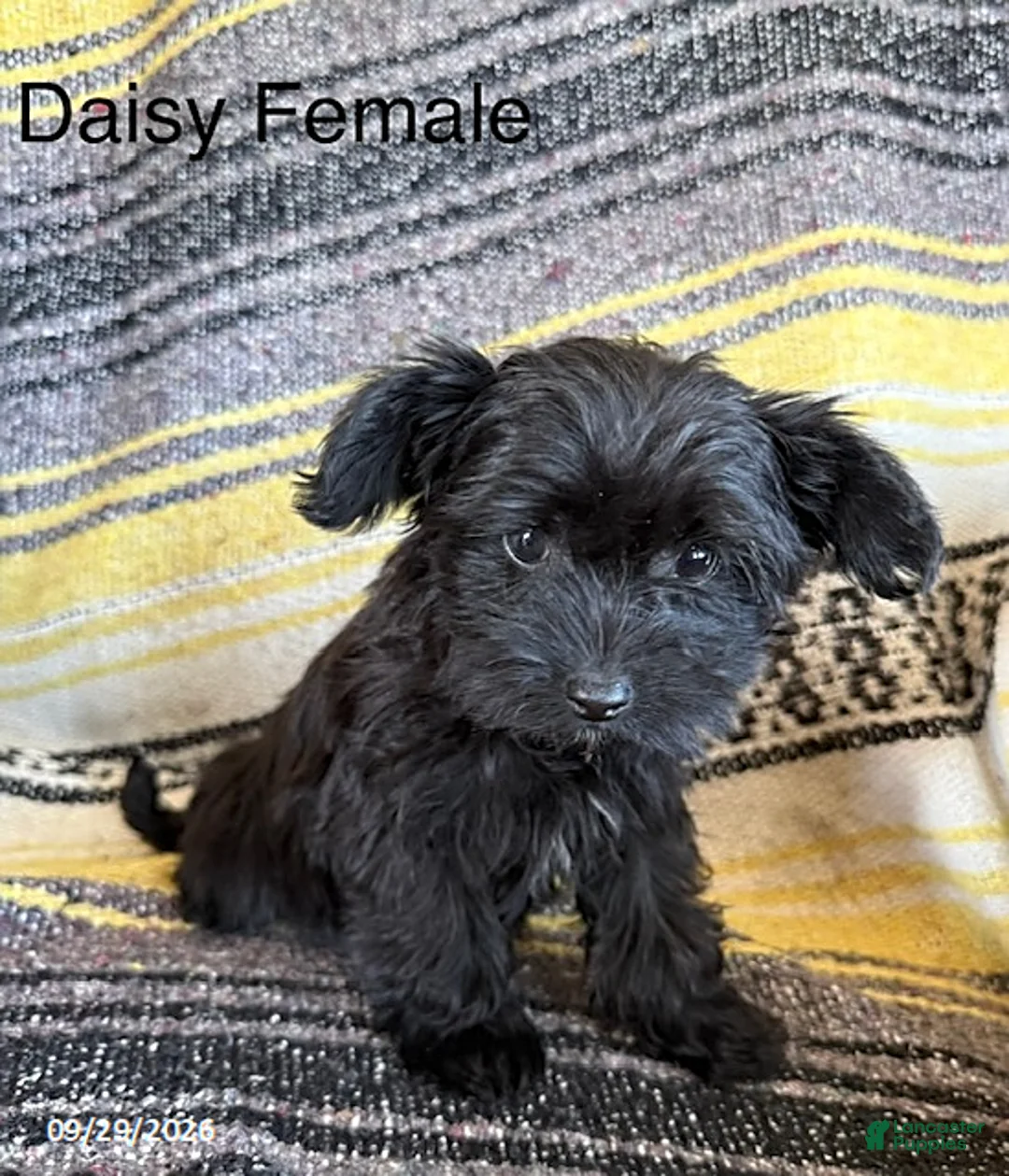 Yorkiepoo dogs for sale: Daisy - Ad 1