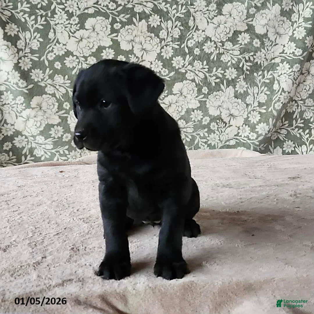Labrador Retriever dogs for sale: Sherry - Ad 5