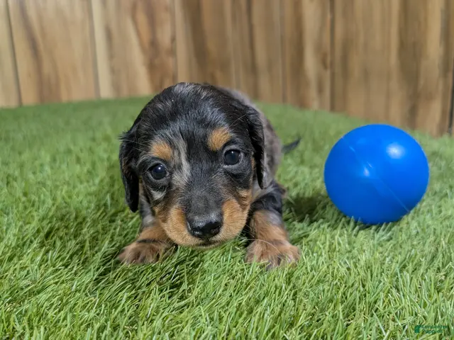 Miniature Dachshund dogs for sale: Darlie Boy 2 - Ad 15