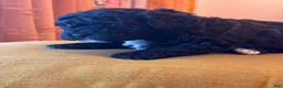Shihpoo dogs for sale: Matcha - Ad 6