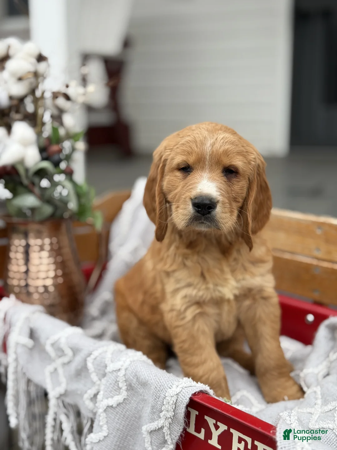Goldendoodle dogs for sale: Odell - Ad 1