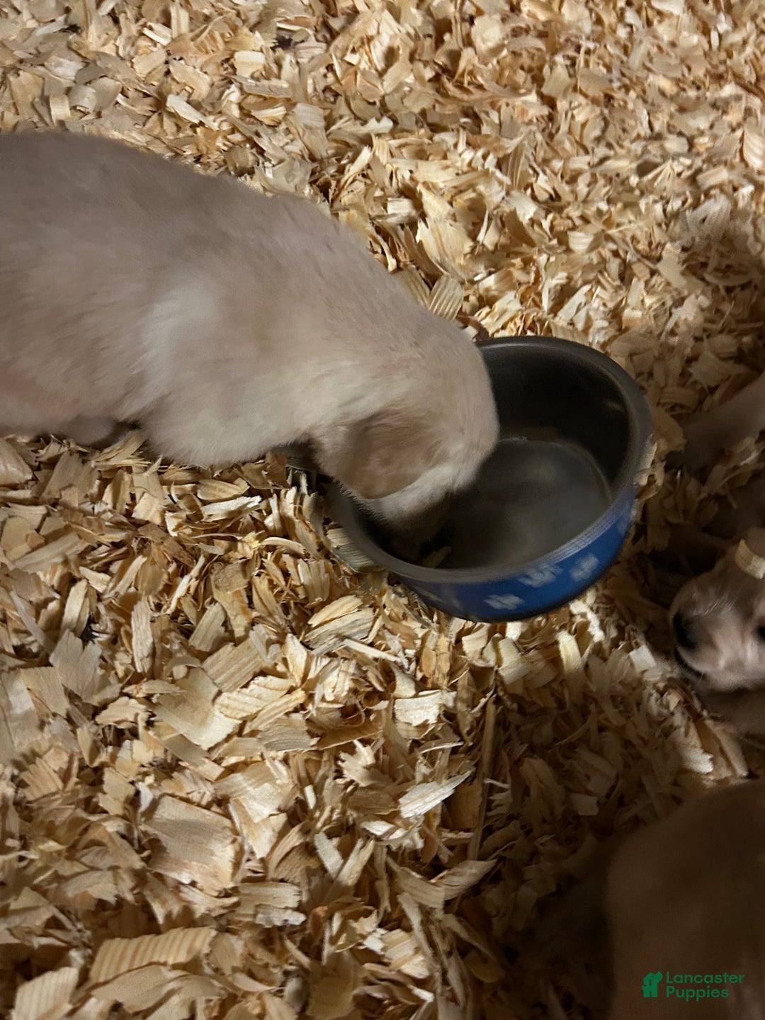 Golden Retriever dogs for sale: Light Blue - Ad 3