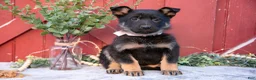 German Shepherd dogs for sale: Audrey - Ad 1