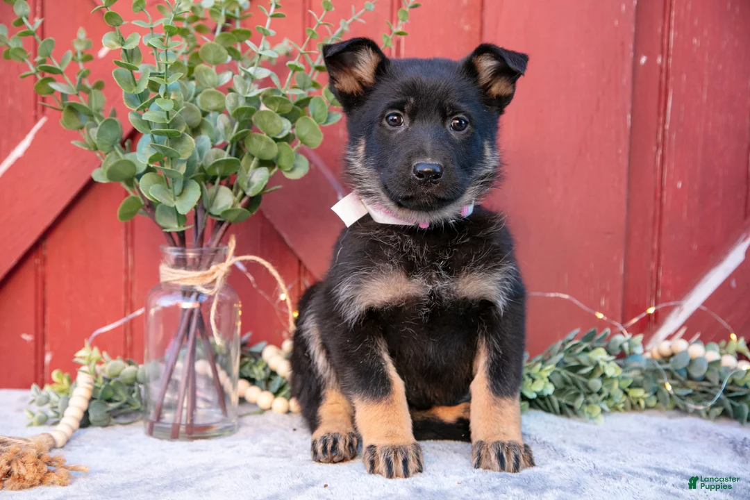 German Shepherd dogs for sale: Audrey - Ad 1