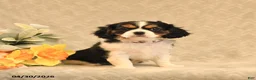 Cavalier King Charles Spaniel dogs for sale: Ion - Ad 1