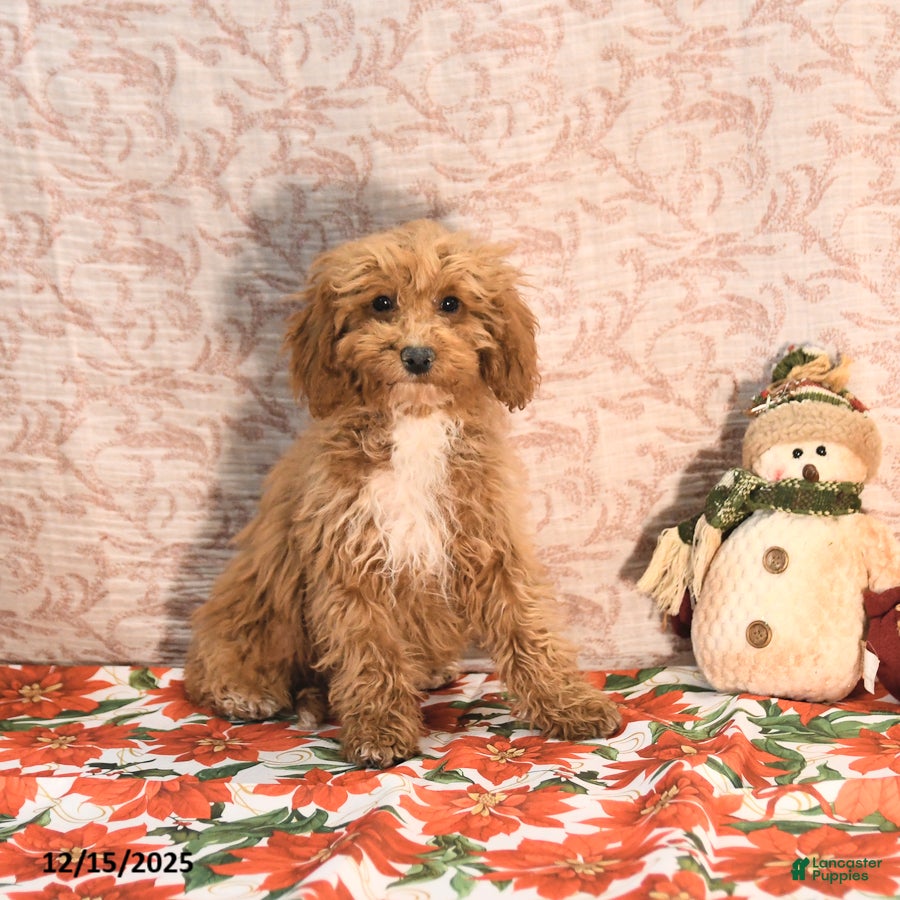 Cockapoo dogs Cindy - Ad 19