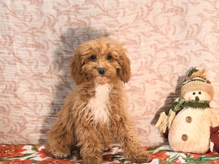 Cockapoo dogs Cindy - Ad 29