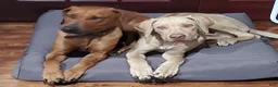 Rhodesian Ridgeback dogs for sale: Lucy - Ad 7