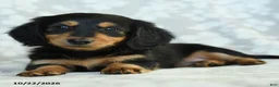Miniature Dachshund dogs for sale: Pepper - Ad 3