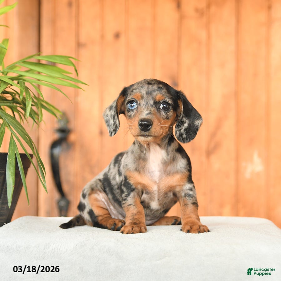 Miniature Dachshund dogs Bethany - Ad 1