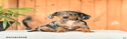 Miniature Dachshund dogs for sale: Bethany - Ad 1