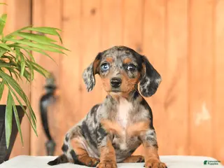 Miniature Dachshund dogs for sale: Bethany - Ad 3