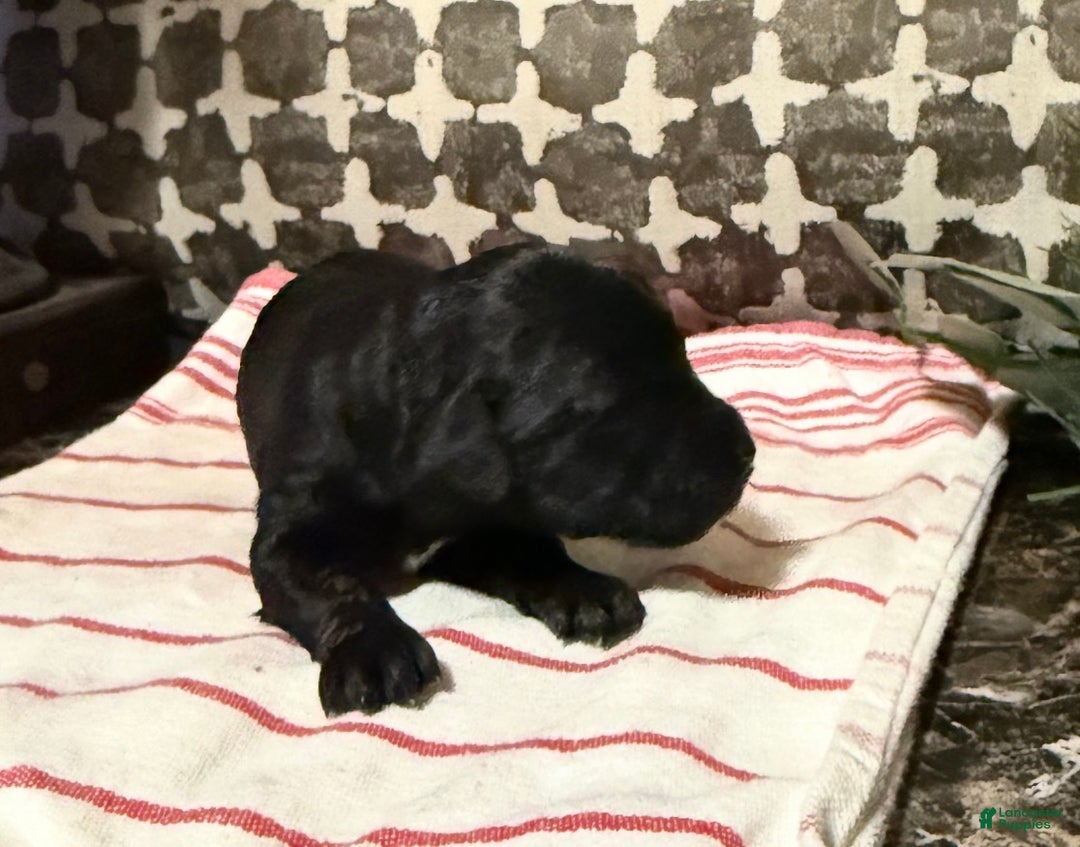 Mixed Breed dogs for sale: Beauty  - Ad 3