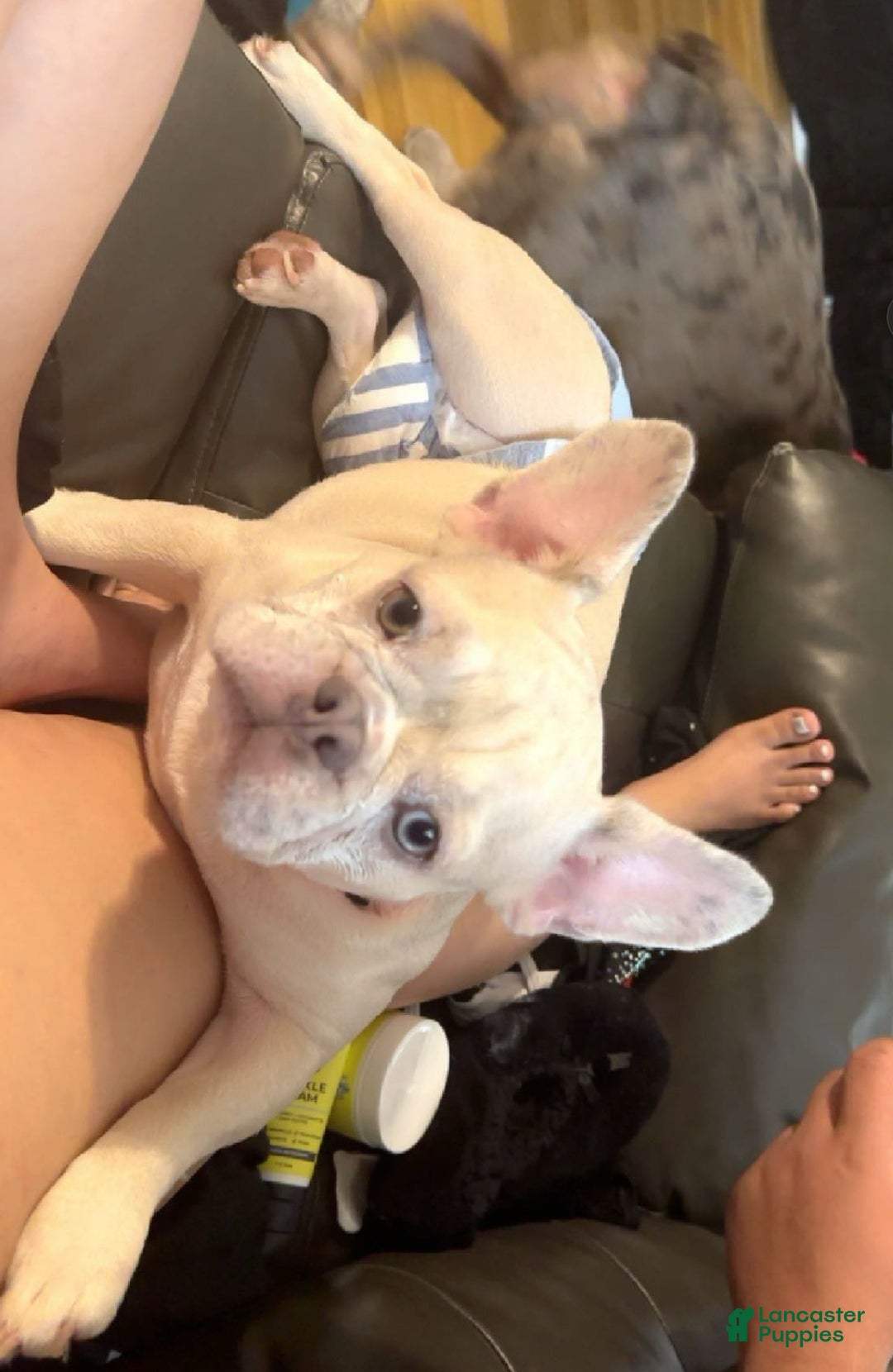 French Bulldog dogs for sale: pink - Ad 6