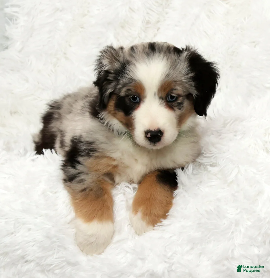 Australian Shepherd dogs for sale: Abby - Ad 6