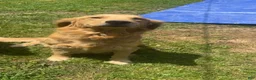 Golden Retriever dogs for sale: Golden Retriever Puppy 2 - Ad 2