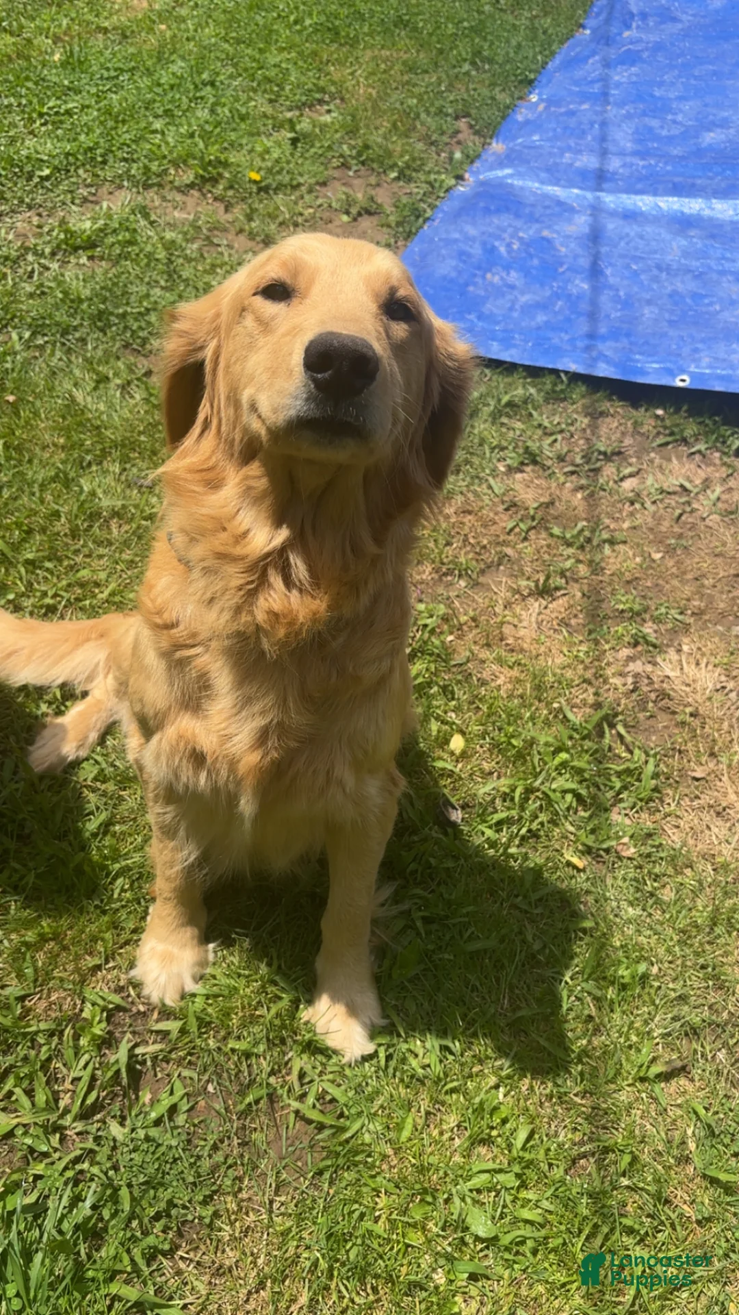 Golden Retriever dogs for sale: Golden Retriever Puppy 2 - Ad 2