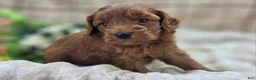 Cockapoo dogs for sale: Milan - Ad 20