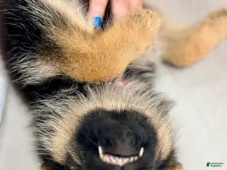 German Shepherd dogs Roxy - Ad 11